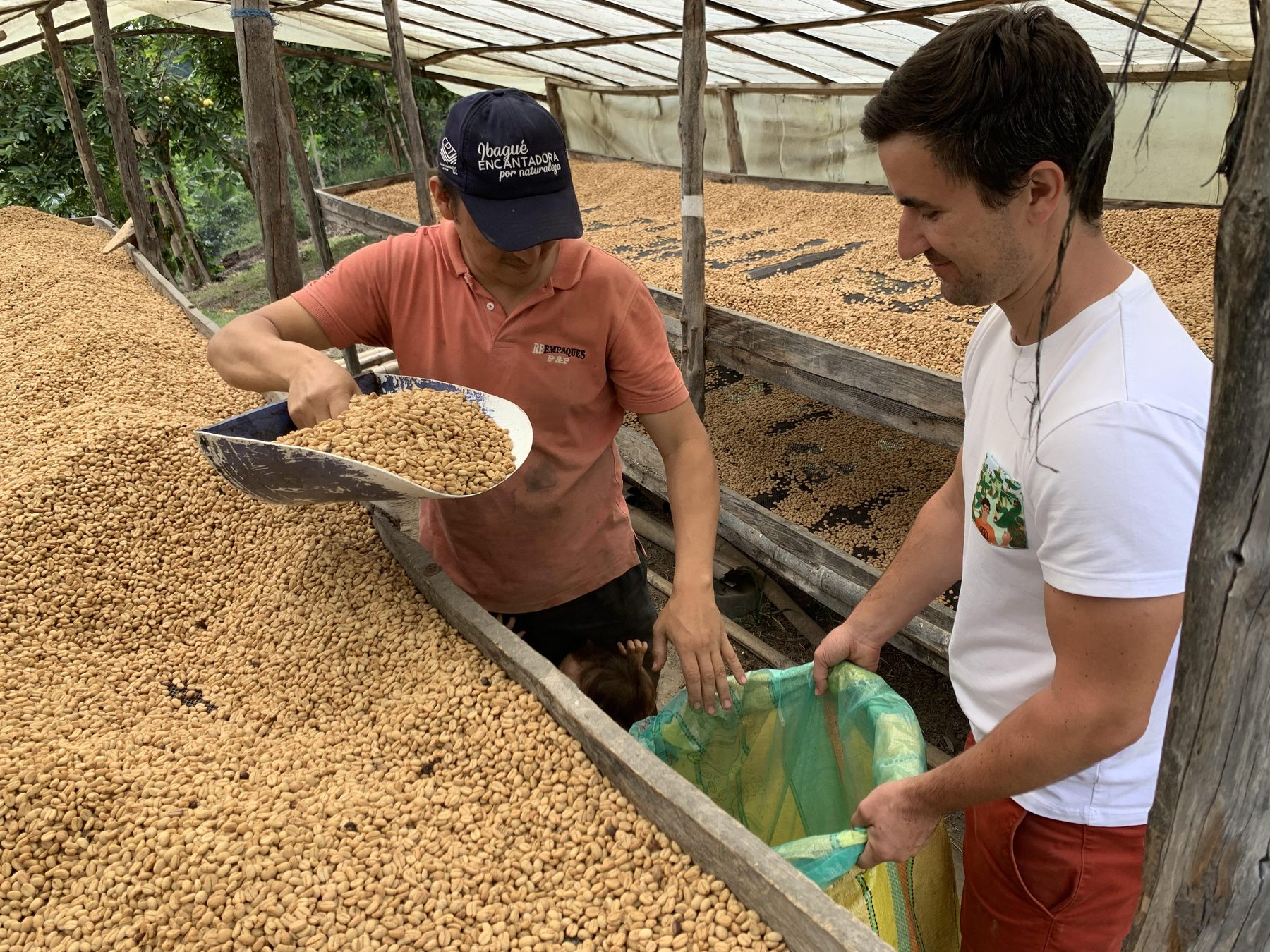 Green coffee, sorted by hand